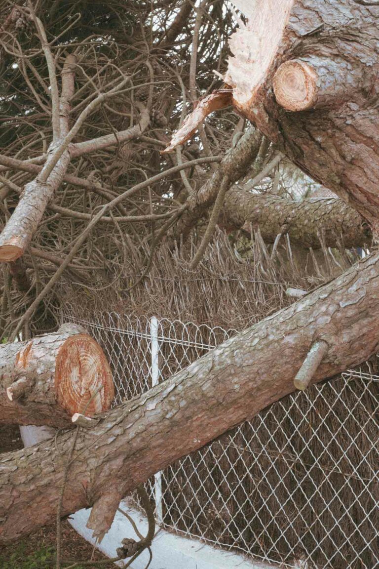 zoom et gros plan sur les arbres coupés suite à la tempête NILS à) Vieux-Boucau