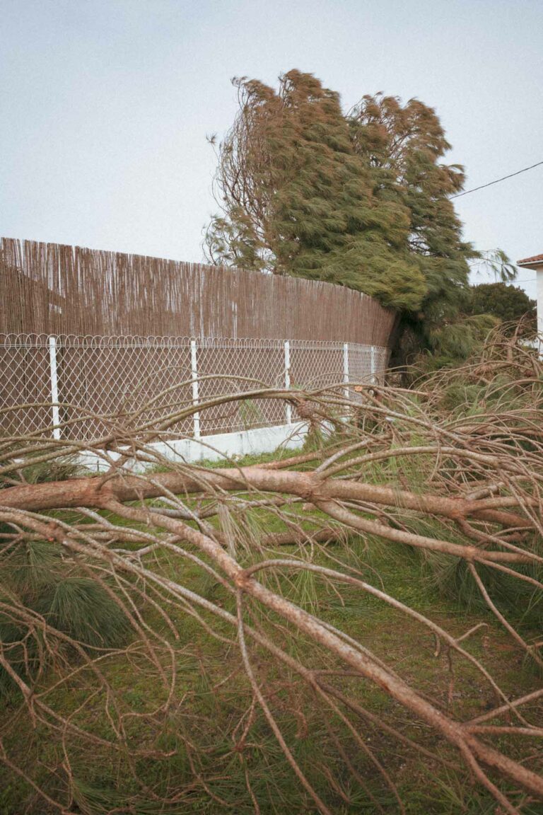 végétaux sur la route suite à la tempête NILS à Vieux-Boucau