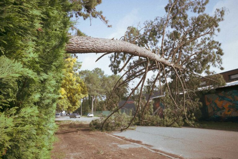 un arbre géant sort d'une cloture et pasfse sur la route suite à la tempête NILS dans les Landes